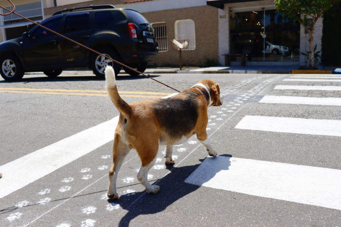 A Secretaria de Transporte e Mobilidade Urbana implantou na última semana uma “patadestre”, área de passagem de pets que fica ao lado da faixa de pedestres em frente à entrada do Viveiro Municipal Tomoe Uemura (avenida Senador Roberto Simonsen, 340 – Jardim Imperador).