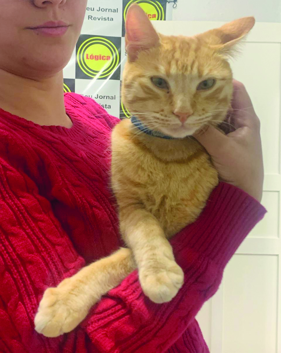 Ronronar Rugido Gatos: O Poder Curativo do Ronronar - Jornal lógica