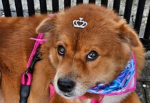 Projeto Tigela Cheia Ribeirão Pires incentiva reciclagem e adoção